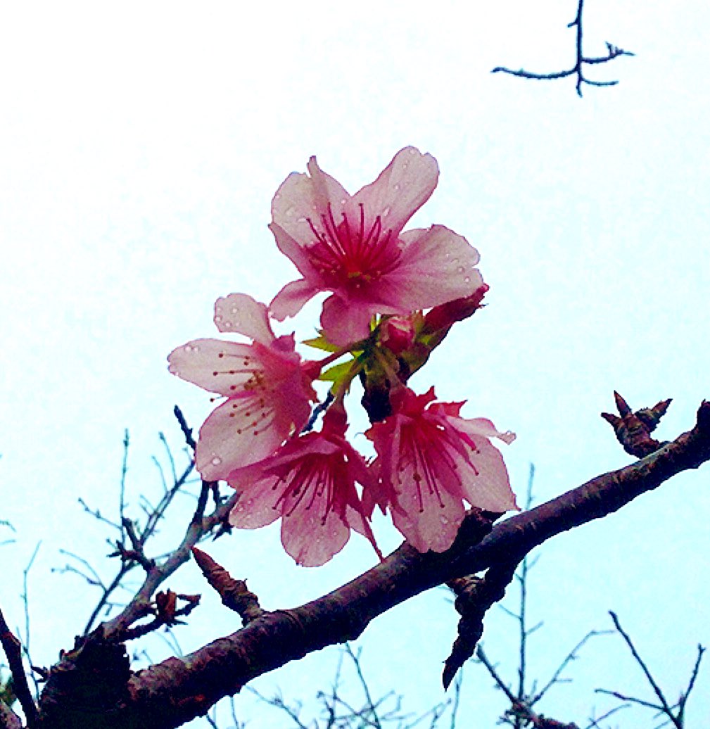 与儀公園の緋寒桜は、まだ一分咲き🌸page-visual 与儀公園の緋寒桜は、まだ一分咲き🌸ビジュアル