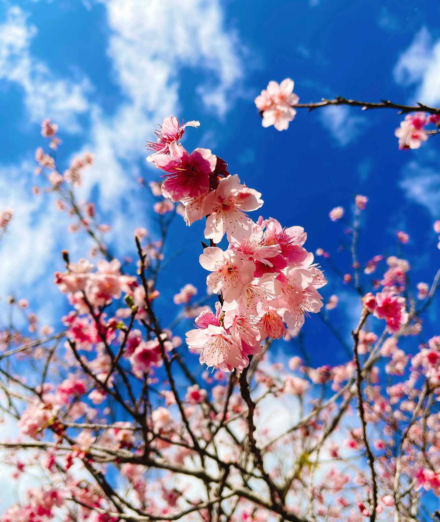 寒緋桜が咲き始めました🌸page-visual 寒緋桜が咲き始めました🌸ビジュアル