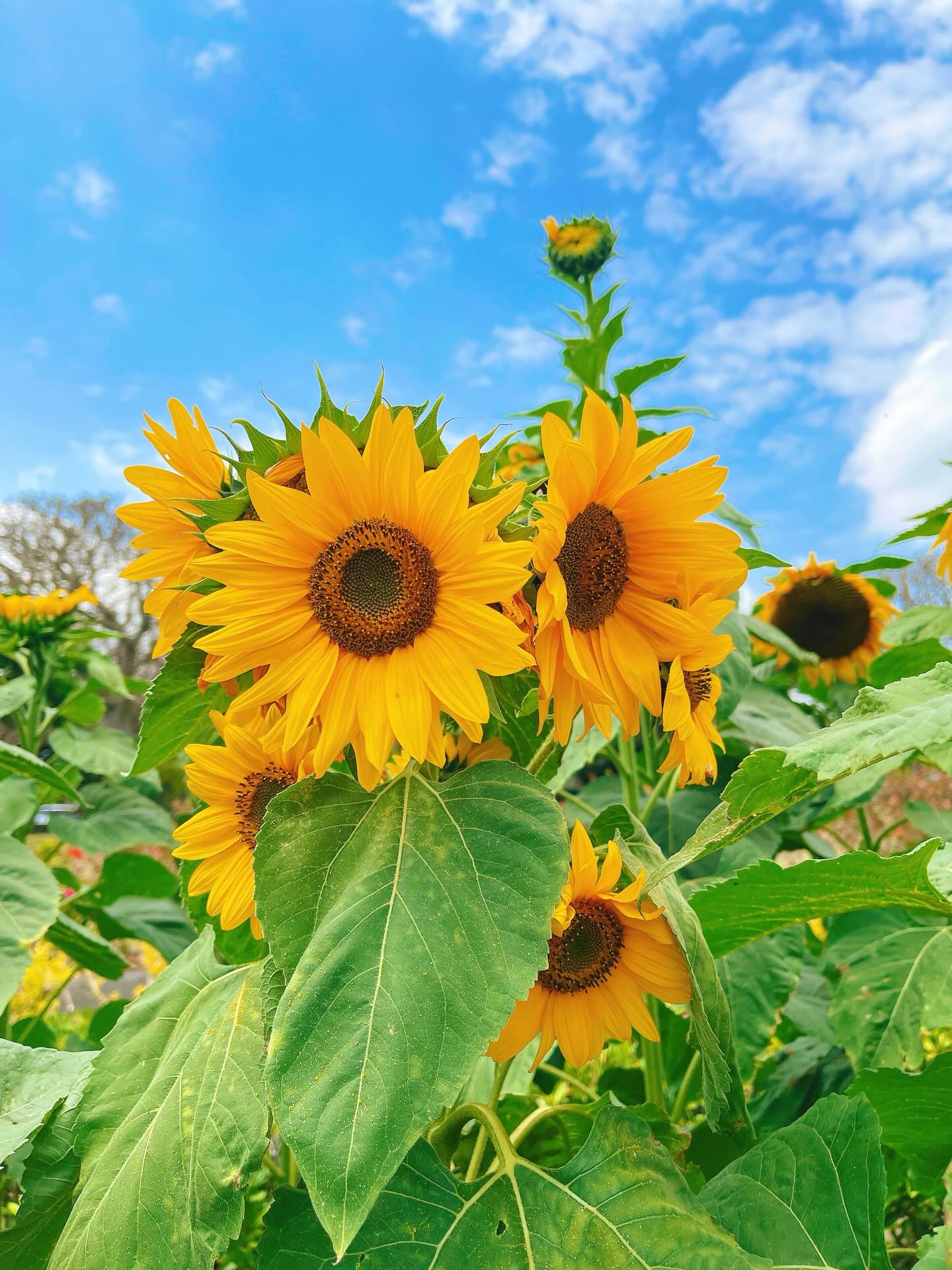 向日葵貝花予想的中🎯page-visual 向日葵貝花予想的中🎯ビジュアル