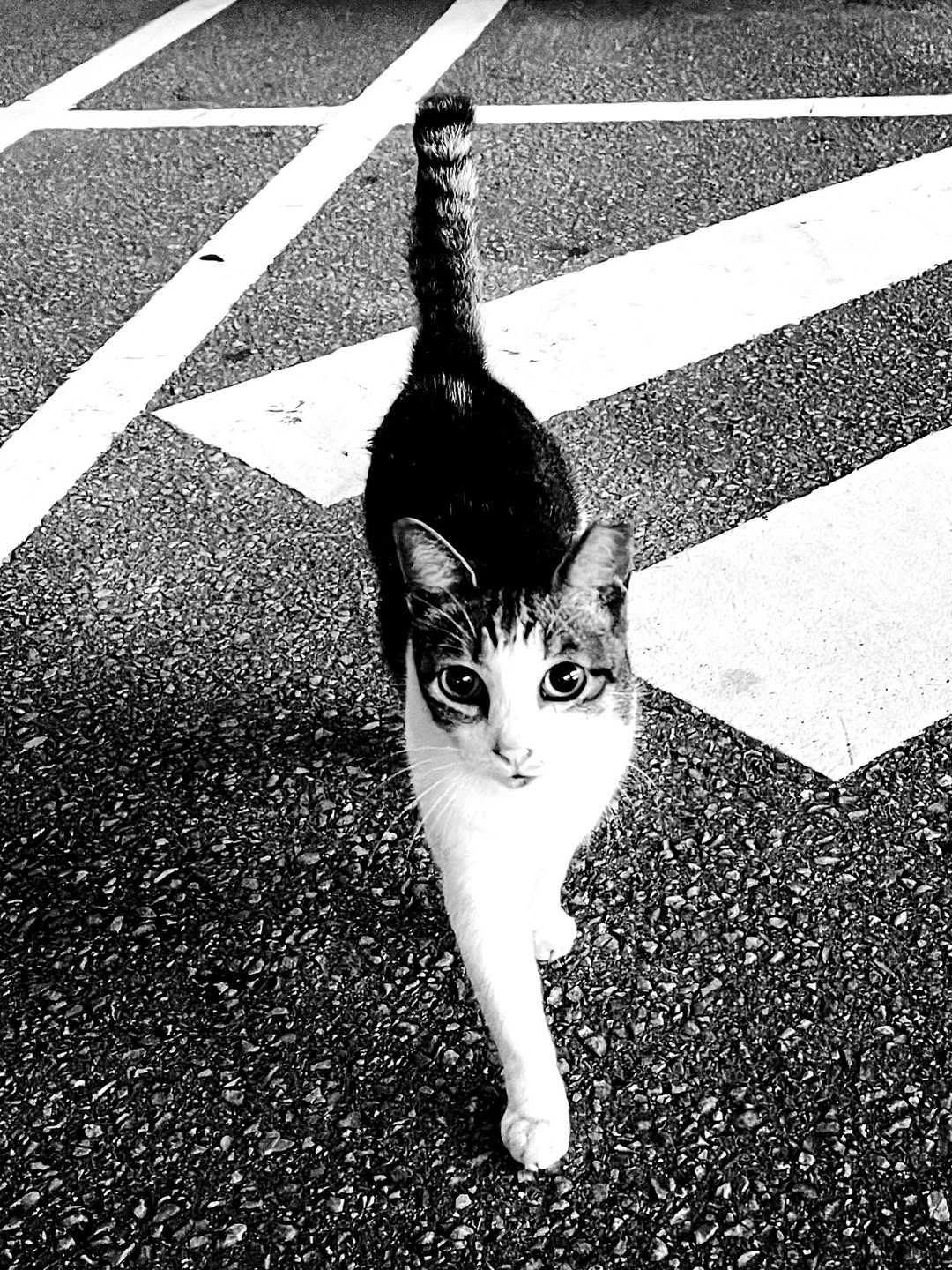 美人さんに遭遇🐈page-visual 美人さんに遭遇🐈ビジュアル